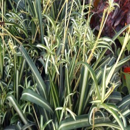 FRESH SPIDER PLANT